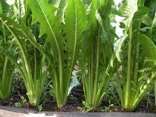 Catalogna Emerald Endive Seeds, NON-GMO, Chicory Variety, Italian Dandelion, Organic Heirloom Seeds