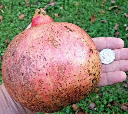 12 Thin Pomegranate Cuttings, Wonderful Variety, Rooting Grafting Scions, Punica granatum