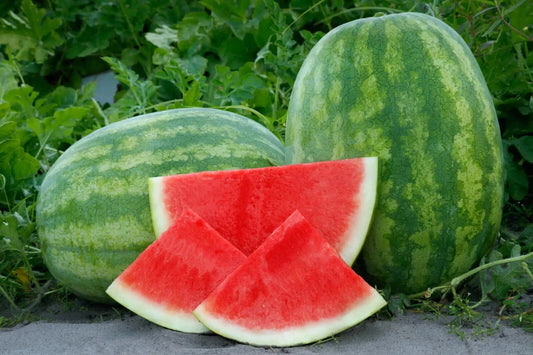 50+ Seedless Watermelon Seeds for Planting - Secretariat Variety - USA Grown