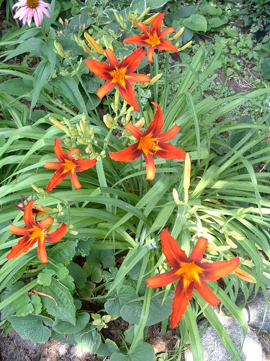 25 Organic Red Daylily Root Fans, Late Bloomer Perennial - Hemerocallis 'Sammy Russell'