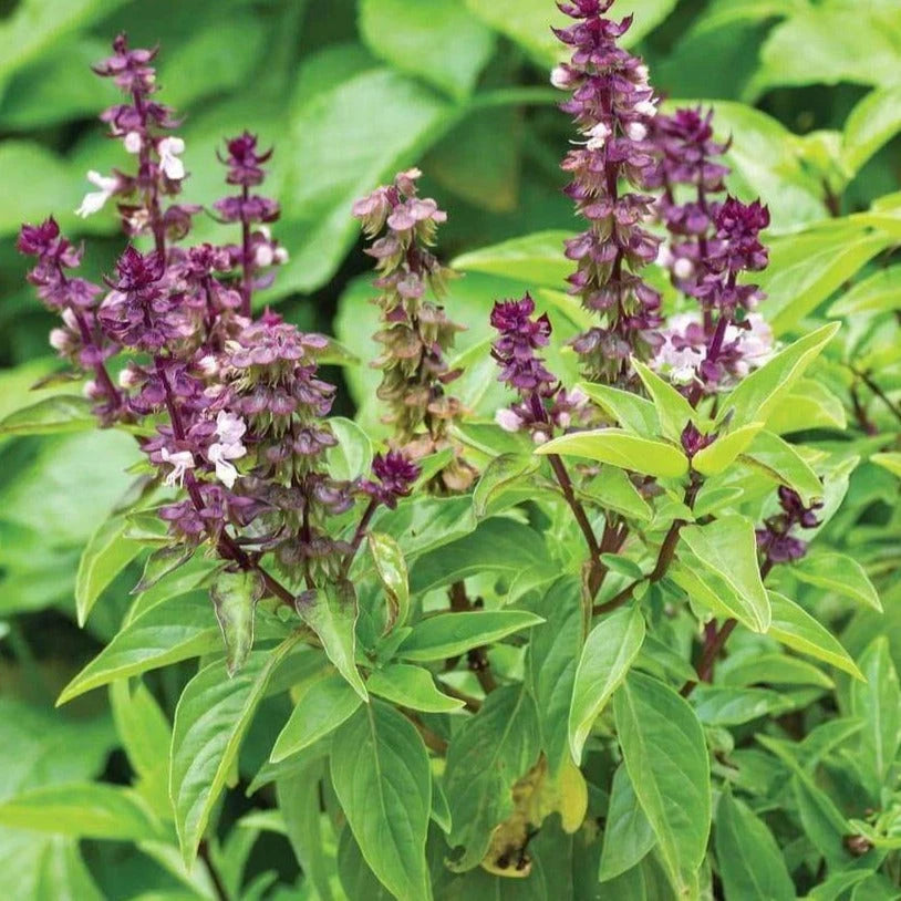 Anise Basil Seeds - 2025 Planting - Ocimum Basilicum Anethole, Thai Anise Flavor Herbs
