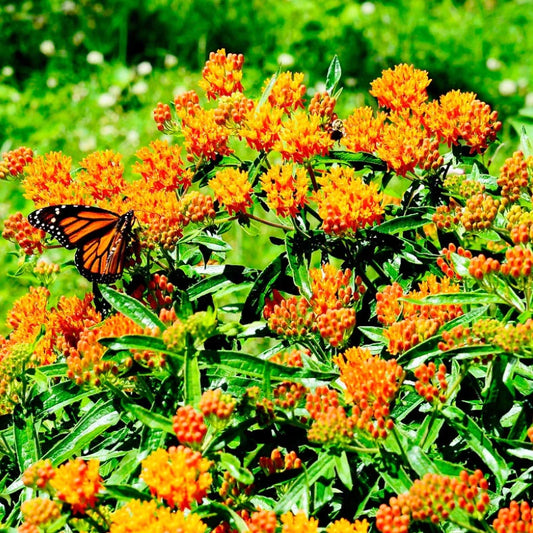 Milkweed Seeds - 100 Count - Orange Variety - Asclepias - Monarch Butterfly Host Plant - Perennial USA