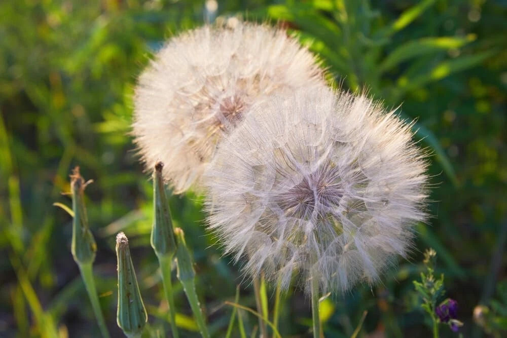 Salsify Seeds 100 Seeds Non-GMO White Salsify Goatsbeard (Tragopogon porrifolius) Root Vegetable