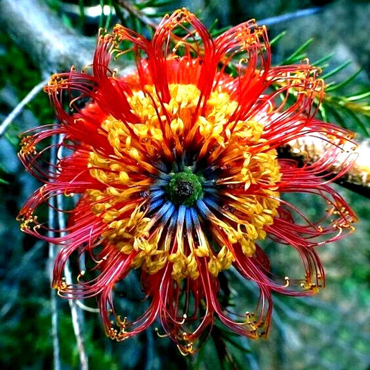 10 Rare Lantern Fireworks Tree Seeds, Banksia ericifolia 'Little Eric', Unique Flowering Plant Seeds