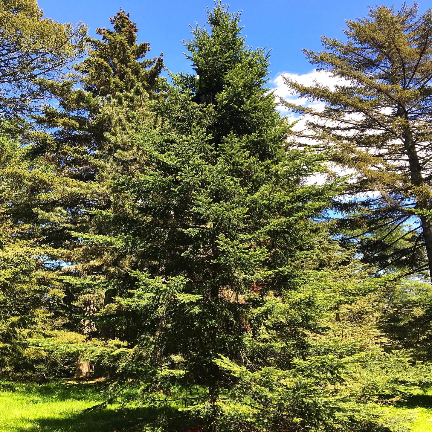 Balsam Fir Tree Seeds - Abies Balsamea - Ideal for 2025 Planting - Lake States Pine Seed