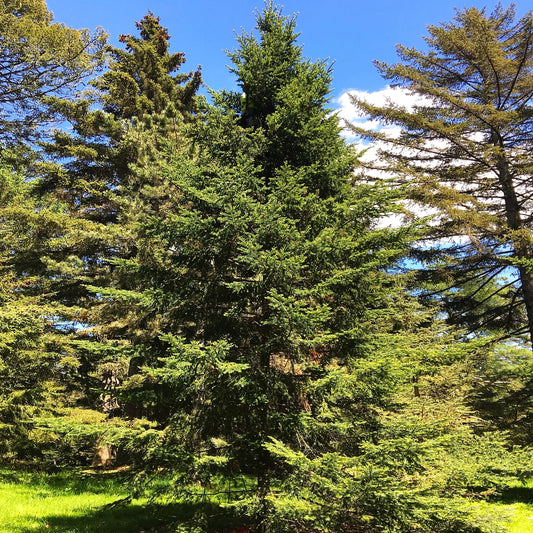 Balsam Fir Tree Seeds - Abies Balsamea - Ideal for 2025 Planting - Lake States Pine Seed