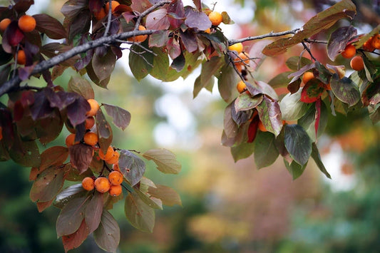 15 Japanese Persimmon Tree Seeds - Diospyros Kaki - Hardy Fruit Plant for Garden