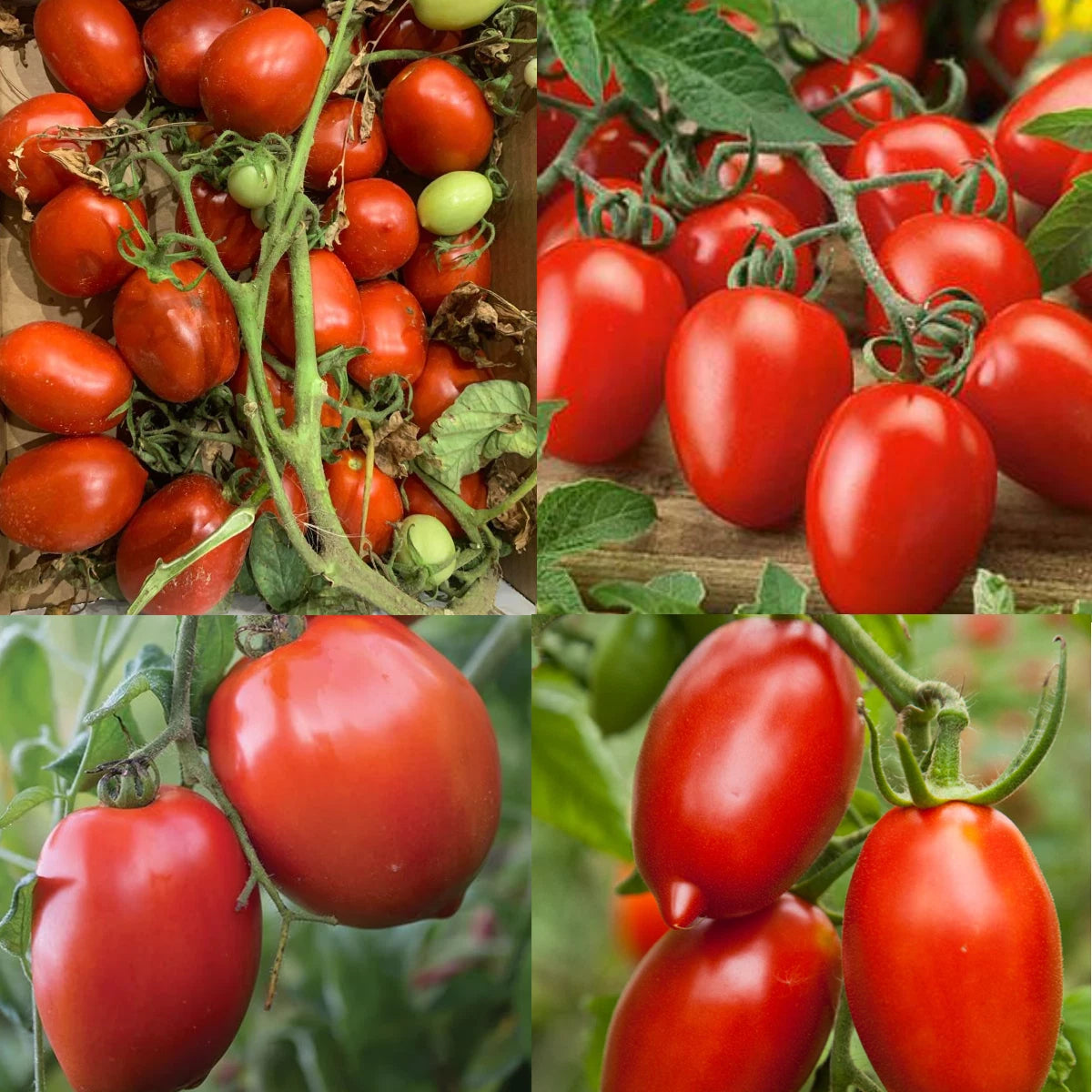 Canning Tomatoes Mix - Heirloom Sauce & Paste Variety - Non-GMO - 100 Seeds - Indeterminate