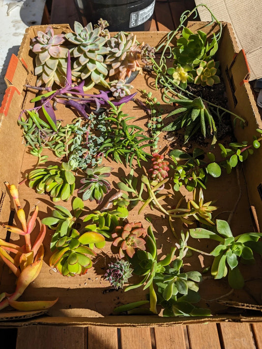 Assorted Succulent Cuttings - 35 Pieces, Over 50 Varieties, Ideal for Planting & Arranging, Perfect for DIY Projects