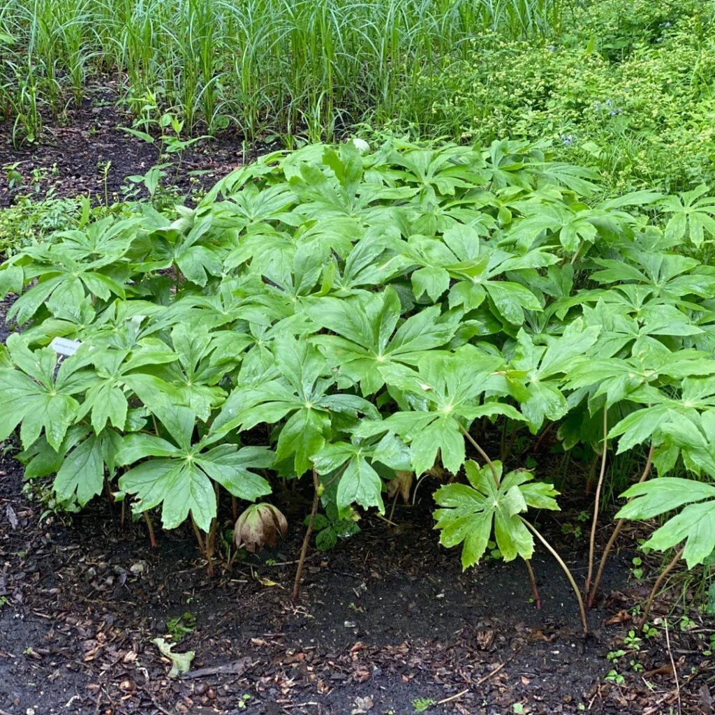 XXL Mayapple Rhizomes 20ct Bare Root Herb Spring Planting 2025 Podophyllum peltatum Appalachian