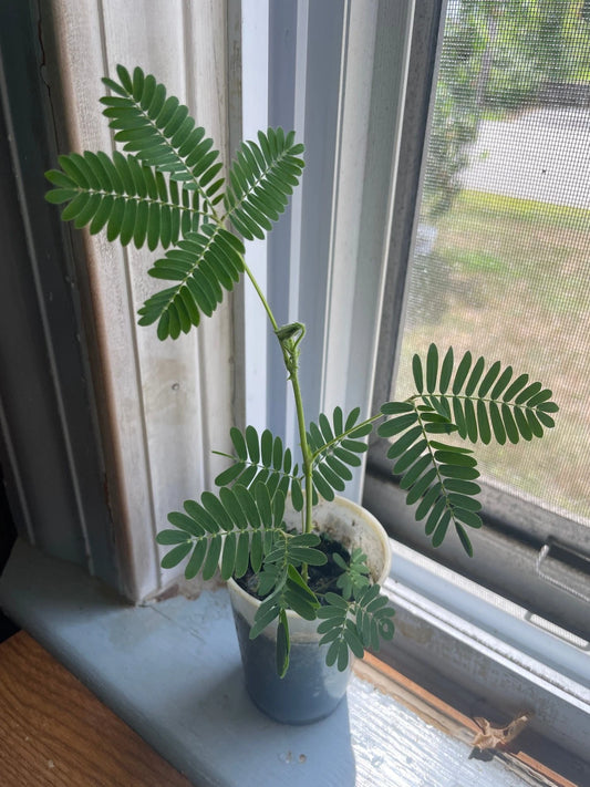 Mimosa Pudica Live Plant - Shame Sensitive Plant, Easy Care & Low Maintenance, Indoor/Outdoor Garden Decor
