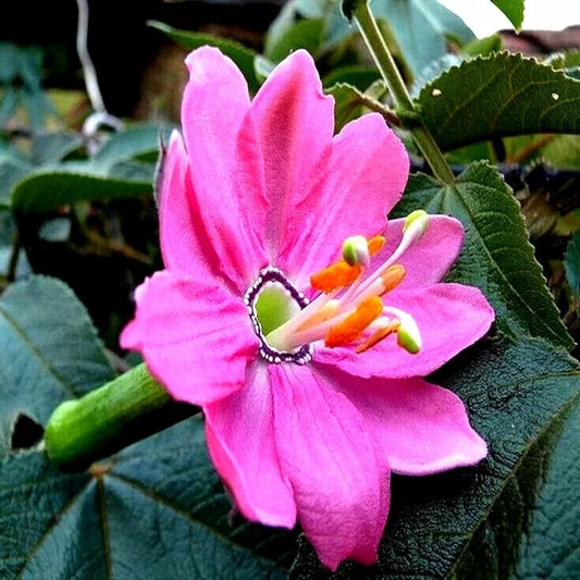 10 Banana Passionfruit Seeds - Fast Flowering Vine Plant, Rare Variety (Passiflora Mollissima)
