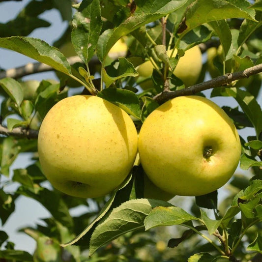 Golden Delicious Apple Tree, Bare Root, ゴールデンデリシャスリンゴ, Malus domestica
