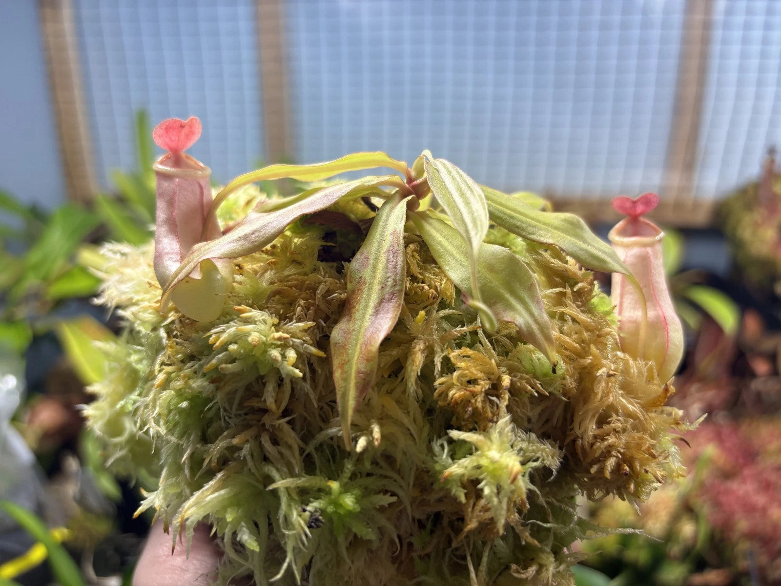 Tropical Pitcher Plant - Nepenthes mirabilis - Exotic Carnivorous Plant for Indoor Gardening