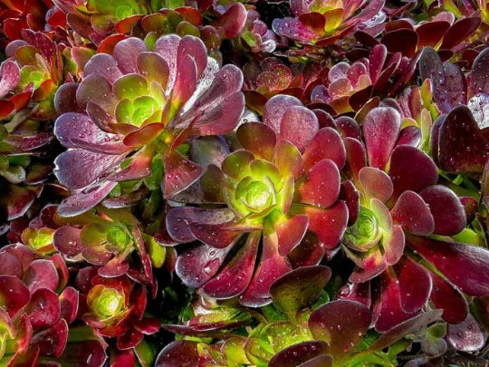 Aeonium Cuttings - Deep Purple with Green Centers - Velour Variety - Perfect for Propagation