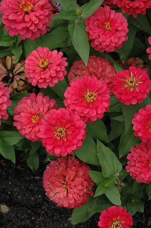 Magellan Cherry Zinnia Seeds - 100+ Pack for Garden Planting - Zinnia elegans - USA Grown, Free Shipping