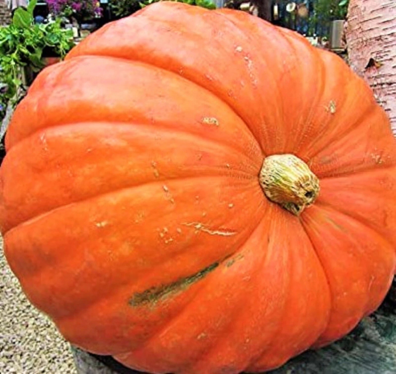 Big Max Pumpkin Seeds - 5 Non-GMO Seeds for Planting - Ideal for Home Garden - Cucurbita maxima
