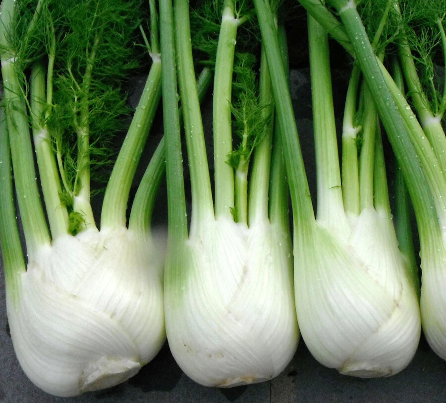 Florence Fennel Seeds for Microgreens - 100+ Seeds - Fresh Microherb Garden - Foeniculum vulgare var. dulce