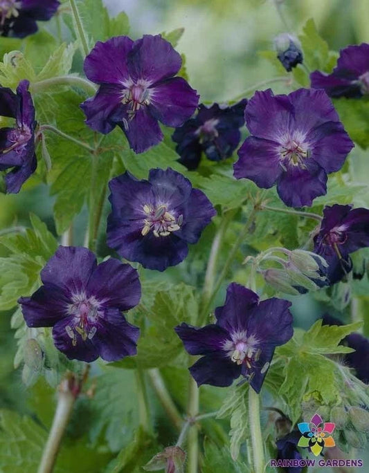 25+ Dark Form Geranium Seeds for Garden Planting - Pelargonium spp. - USA Grown - Perfect for Home Gardens