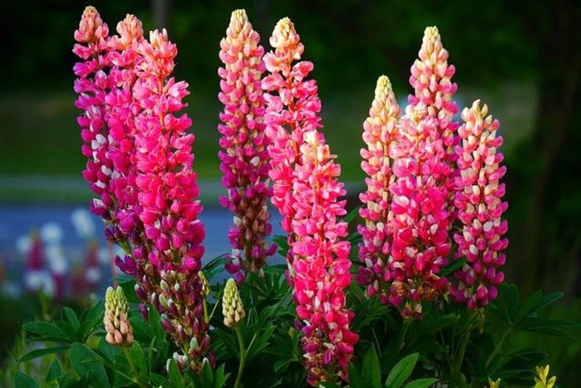 Lupine Seeds - 25 Pink Purple Orange Perennial Flower Seeds - Hardy Lupinus Polyphyllus - USA Grown