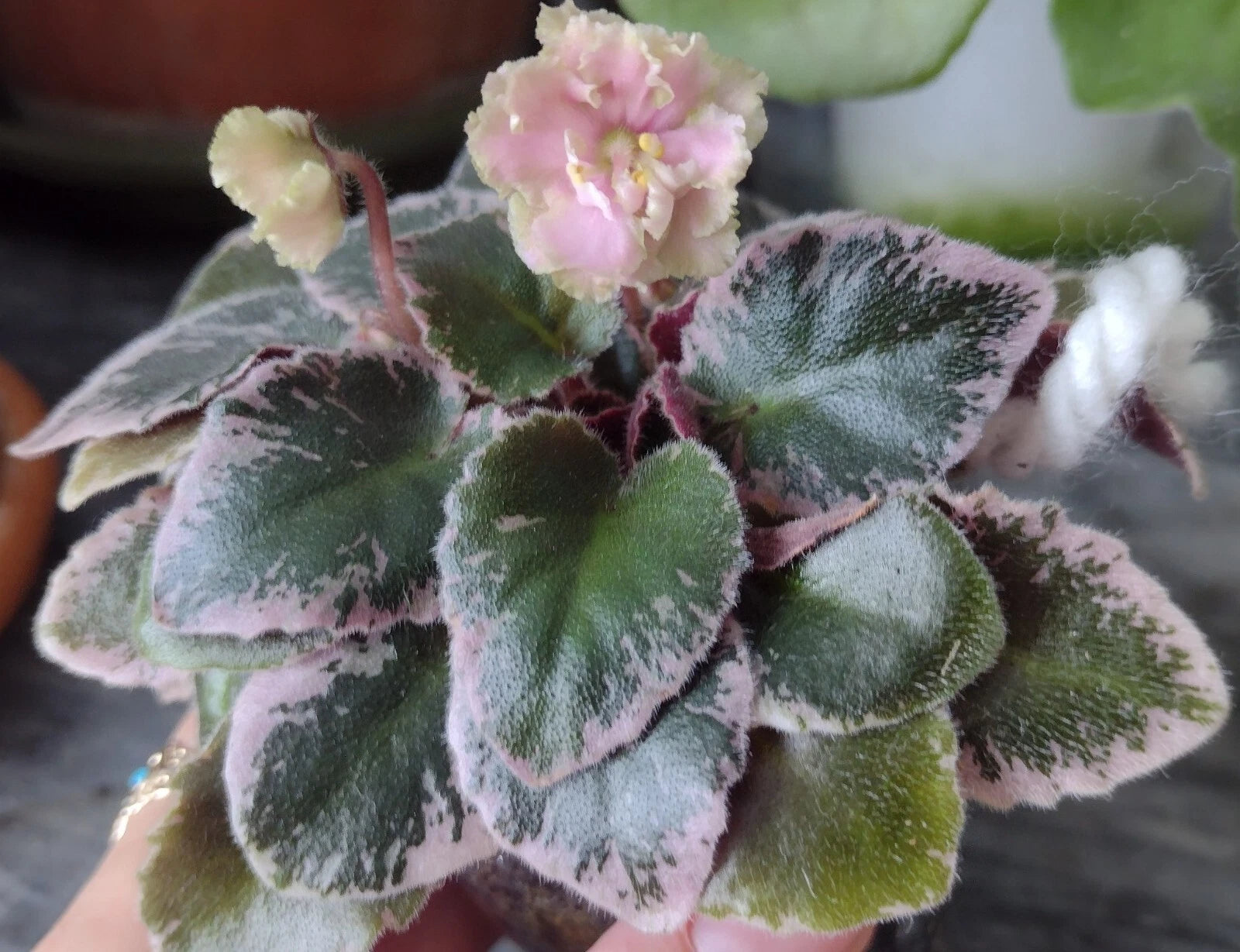 Mini African Violet Cuttings - 2 Fresh Unrooted Leaves - NL-KNYAGINYA Ol’ga - Perfect for Propagation and Plant Lovers