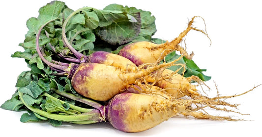 Macomber Rutabaga Seeds - 500+ Seeds for Garden Planting - Brassica napus - USA Grown - Non-GMO