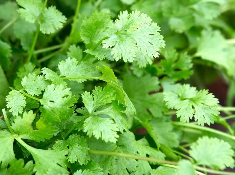 Cilantro Seeds 100g Organic Culinary Herb Coriandrum sativum Coriander