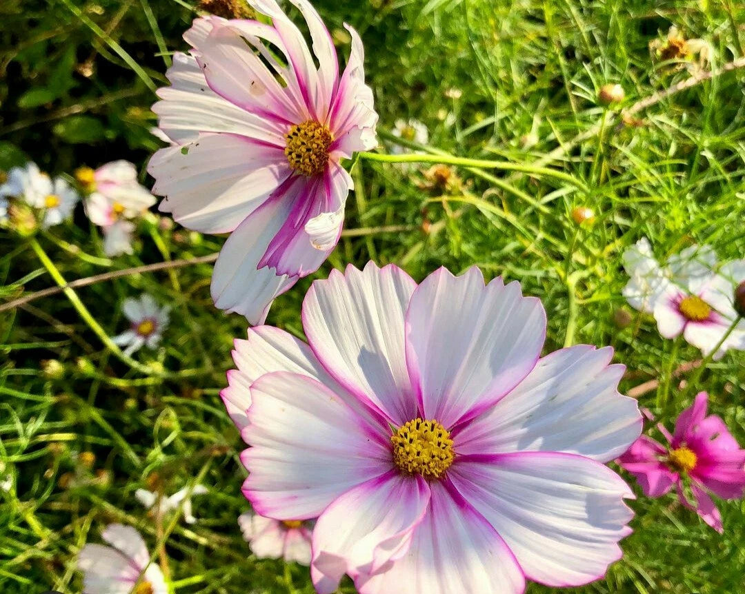 Cosmos Flower Seeds - Daydream Variety - 40 Seeds - Colorful Annuals for Garden Planting - Cosmos bipinnatus