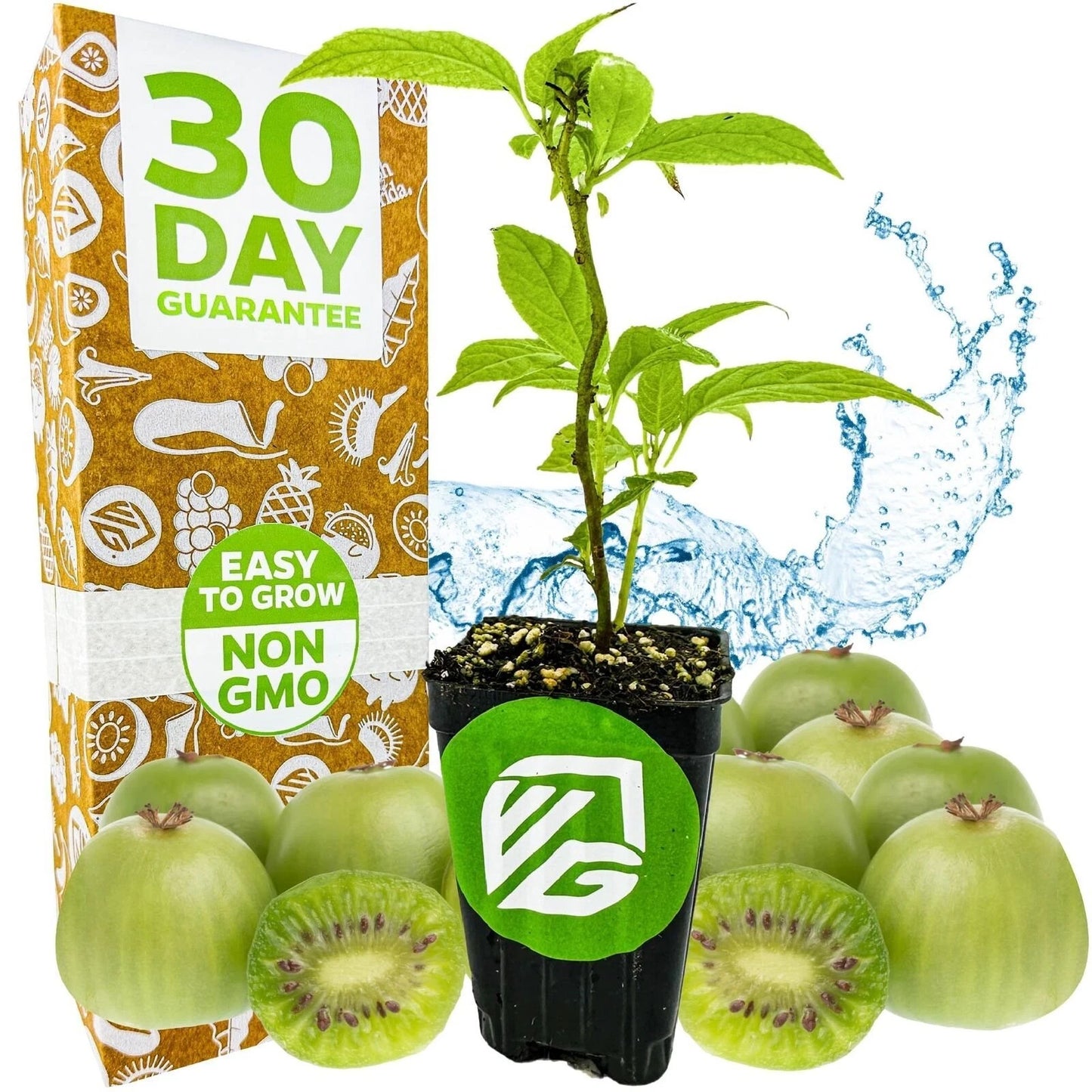 Issai Kiwi Live Plant - 3-Inch Pot - Actinidia arguta - Hardy, Cold-Tolerant Variety for Home or Garden