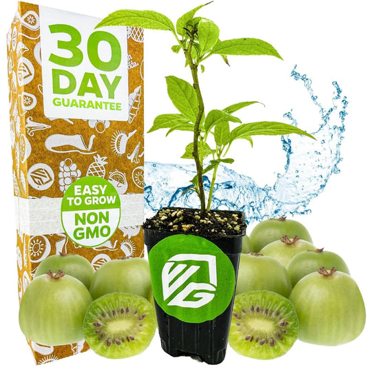 Issai Kiwi Live Plant - 3-Inch Pot - Actinidia arguta - Hardy, Cold-Tolerant Variety for Home or Garden