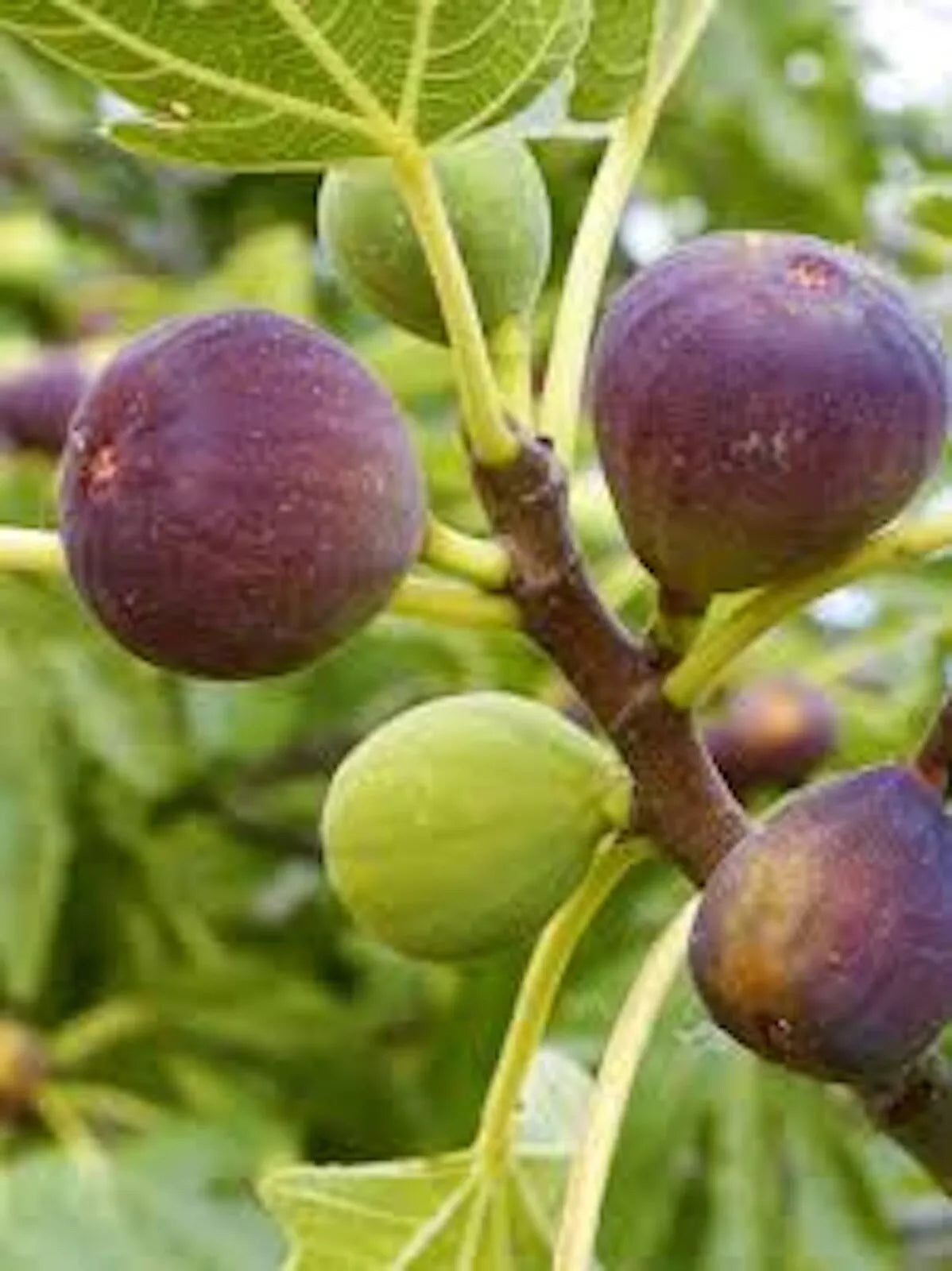 Brown Turkey Fig Tree Starter Plant - 10" Ficus Carica - Fruiting Fig, Self-Fruitful, Drought-Tolerant, Full Sun