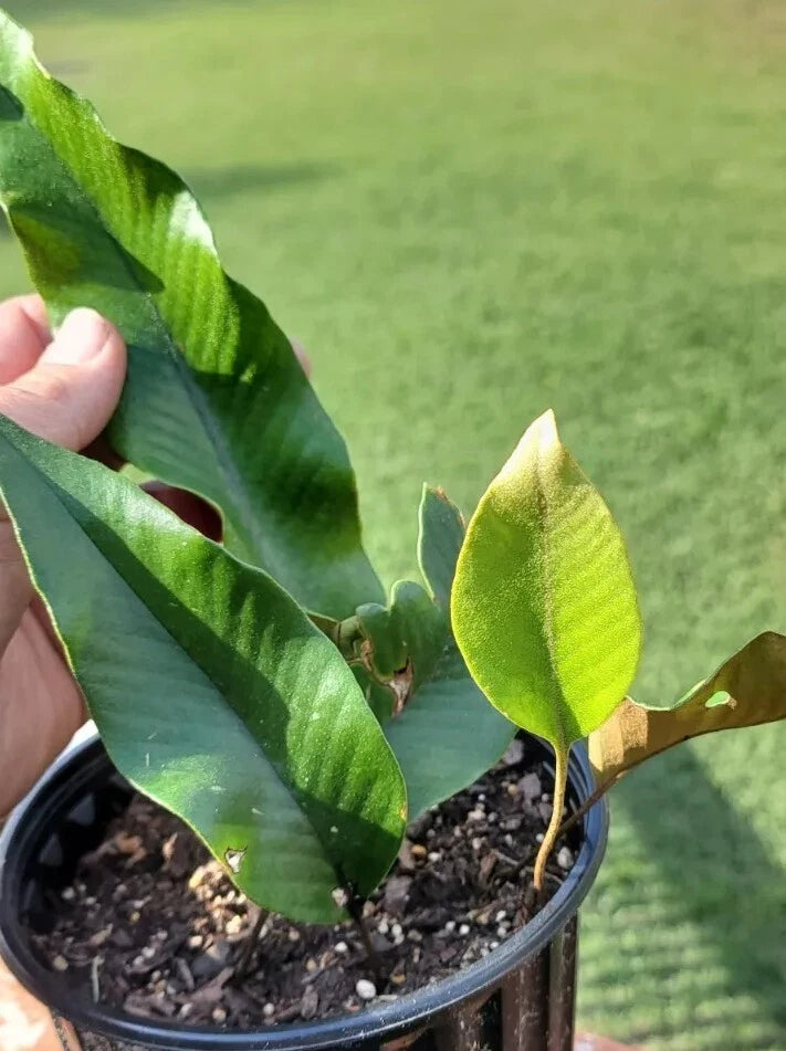 Pyrrosia Lingua Fern Cutting 3 Leaves Rare Indoor Plant Easy Care