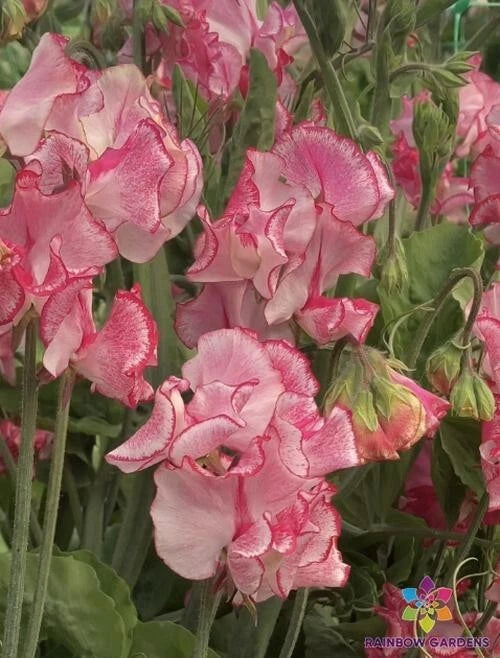 50+ Marie's Melody Sweet Pea Seeds - Semi-Dwarf Variety - Lathyrus odoratus - USA Grown, Free Shipping