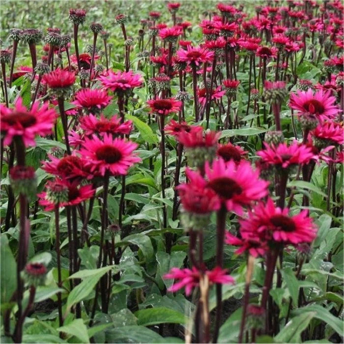 50 Coneflower Seeds - Fatal Attraction Echinacea Perennial Flowers - Non-GMO USA Grown