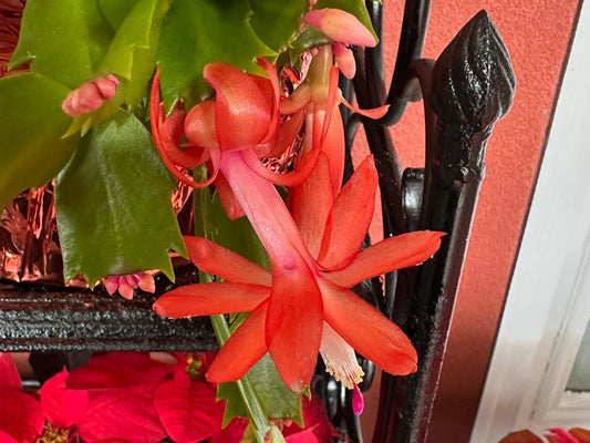 3 Unrooted Cuttings Orange Thanksgiving/Christmas Cactus Schlumbergera truncata - US Seller