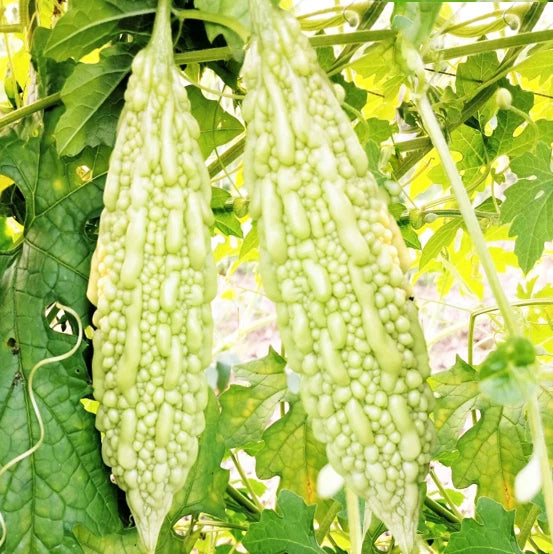 Bitter Melon Seeds - White Pearl Variety - Indian Bitter Gourd (Karela) - Ideal for 2025 Planting