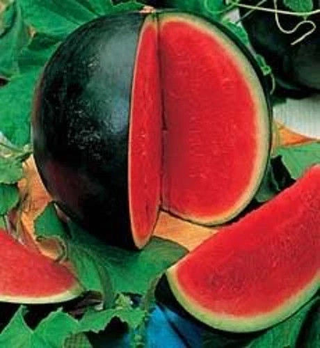 Bush Sugar Baby Watermelon Seeds - Fresh Seed for Gardening - Citrullus lanatus