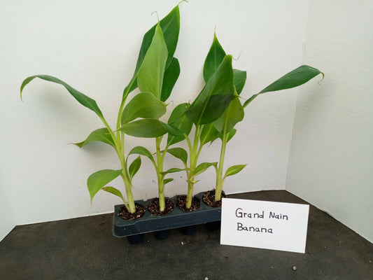 Grand Nain Banana Plants 4-Pack Starter Musa acuminata 4-10 Inches Tall