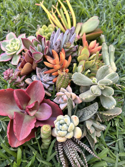 25 Assorted Colorful Succulent Cuttings - Perfect for Beginners - Home Garden Decor, Easy Care Plants