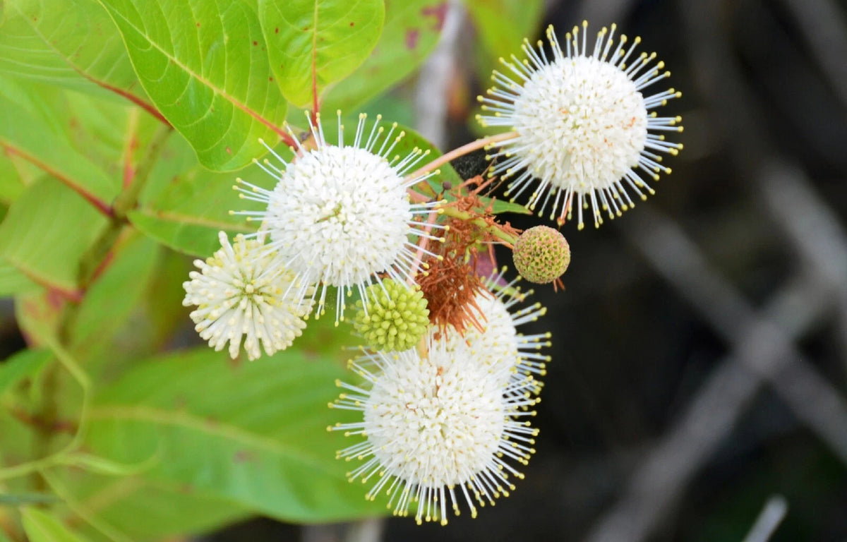Button Bsh Buttonbush Seeds - 15+ Seeds - Ornamental Shrub - Cephalanthus ...