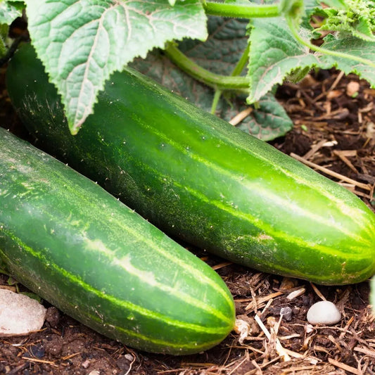 Ashley Long Cucumber Seeds - 100+ Heirloom, Non-GMO, Organic, Fresh - Cucumis sativus