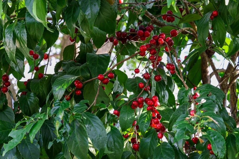 Jamaican Cherry Tree Seeds 30 Seeds - Prunus Jamaica - Tropical Fruit Tree Seeds for Home Gardening