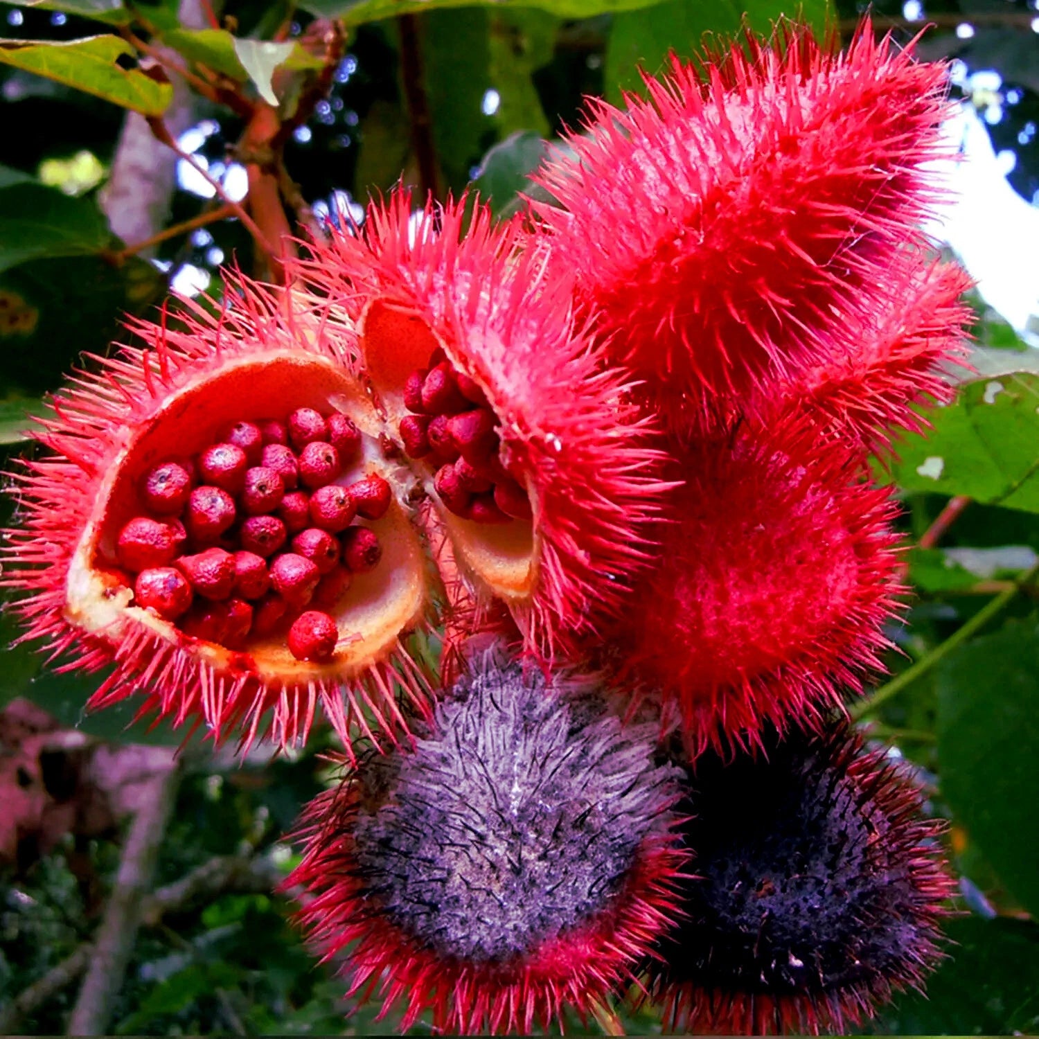 Annatto Dye Plant Seeds - 50 Bixa orellana Lipstick Tree Seeds with Tropical Pink Flowers