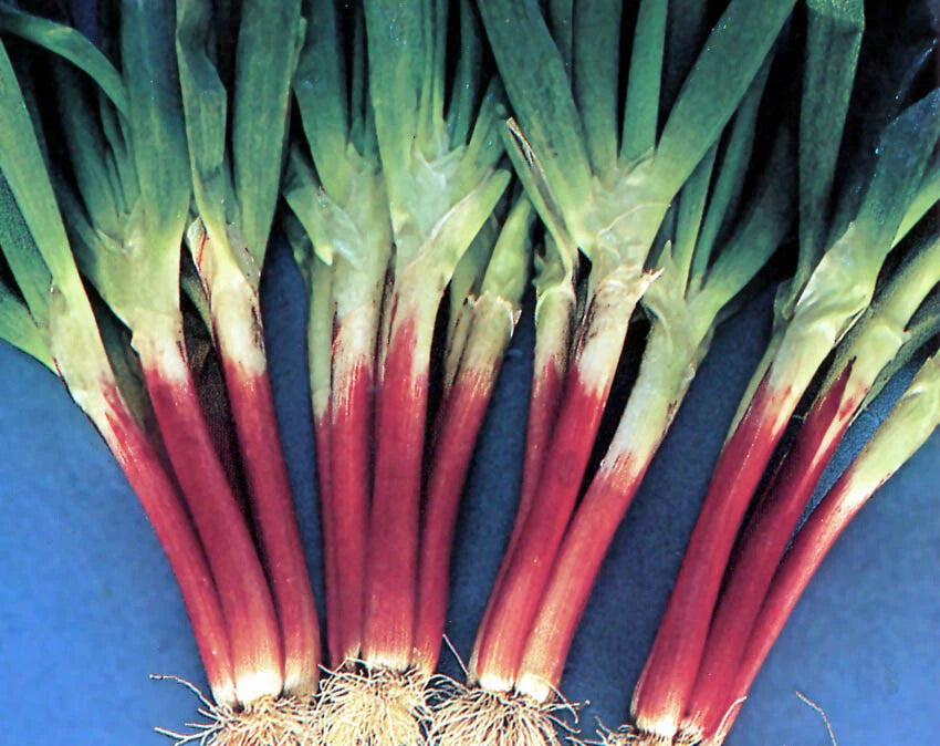 Red Beard Japanese Bunching Onion Seeds | Rare Violet Stalk Scallion | Allium fistulosum