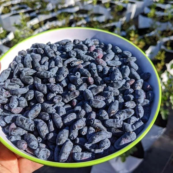 Indio Treat Honeyberry Plant - Edible Shrub, Zones 3-8, Lonicera caerulea