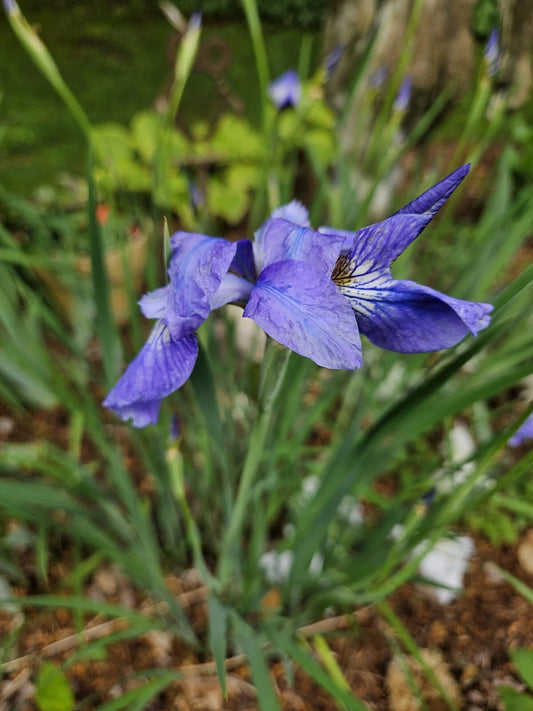 Japanese Iris Plants - Lavender Beauty - Bare Root - 2 Pack - Iris ensata - Cold Resistant Perennials for Garden