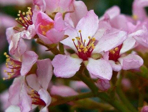 Indian Hawthorn Seeds, 25 Pack, Pink Lady Variety, Rhaphiolepis Indica, 2025 Harvest
