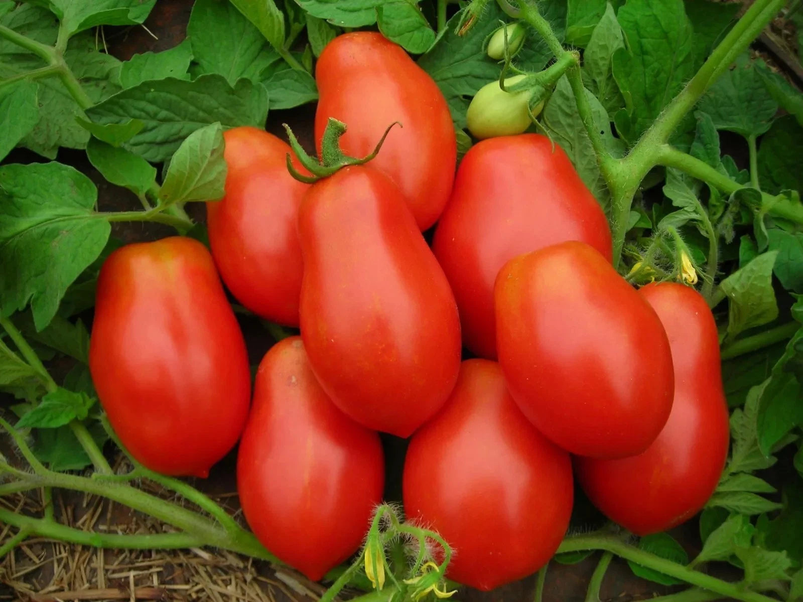 Roma Tomato Seeds - 120+ Heirloom Organic Non-GMO - Lycopersicon esculentum