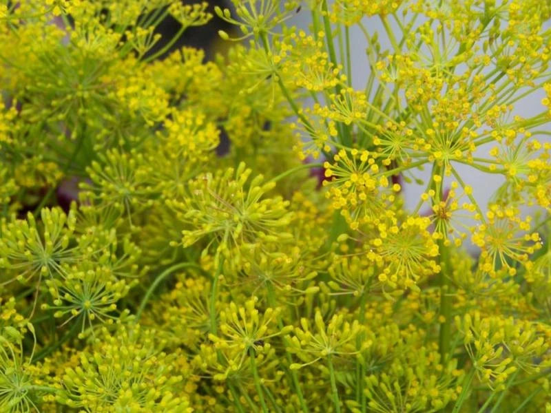 Bouquet Dill Seeds - 360 Organic Herb Seeds - Anethum graveolens - GroCo USA - Buy 15, Ships Free