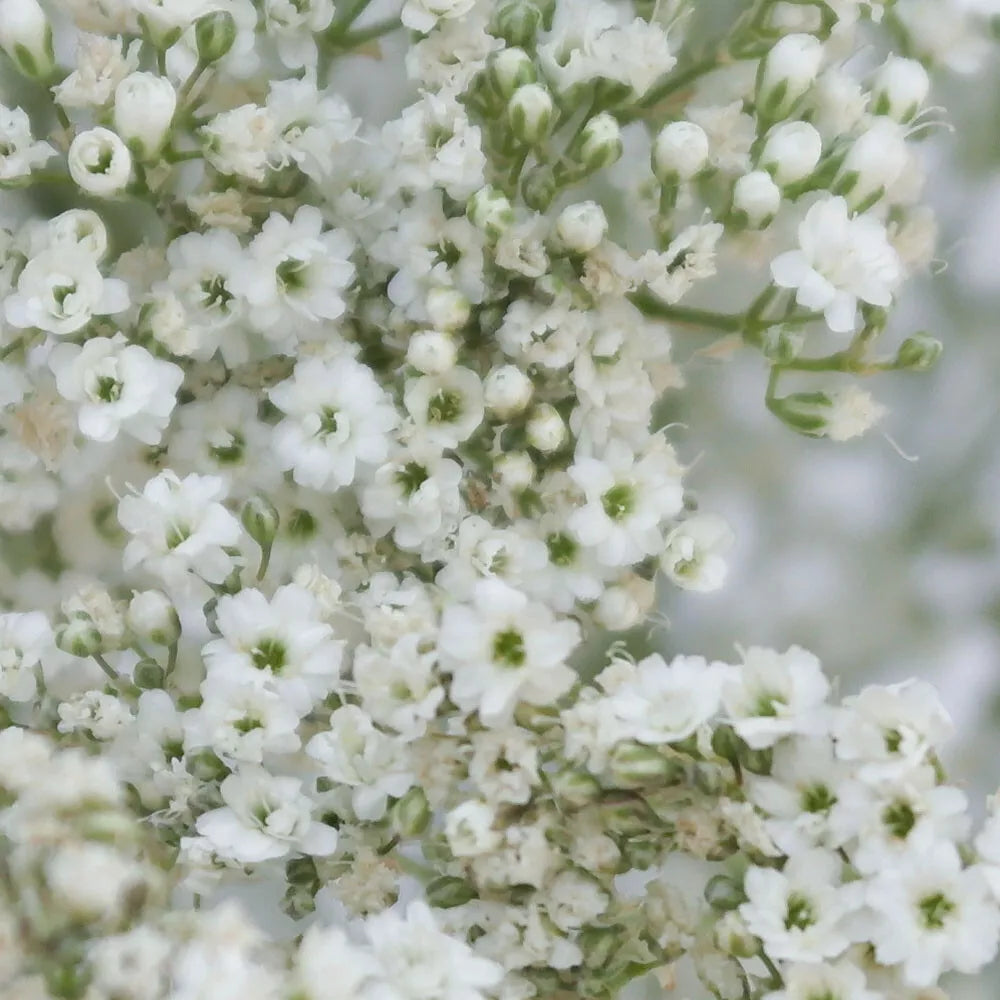 Baby's Breath Seeds 1000+ Count White Flowers Gypsophila paniculata USA Free Shipping